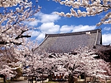 立本寺の桜