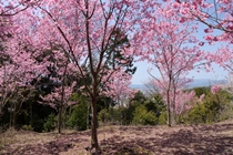 熊野若王子神社の桜花苑