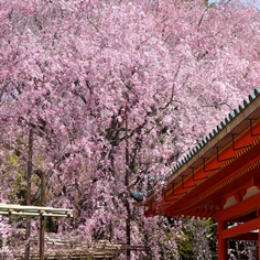 平安神宮の桜