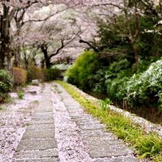 哲学の道の桜