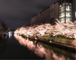 岡崎疏水の桜回廊ライトアップ