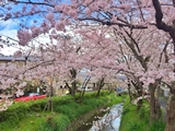 北白川疏水の桜