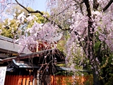 満足稲荷神社の桜