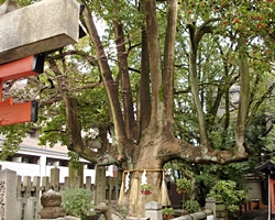 満足稲荷神社のモチノキ