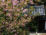 雲龍院の桜
