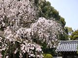 新善光寺の桜