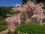 三室戸寺の桜