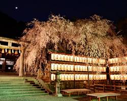大石神社の桜ライトアップ