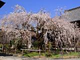 毘沙門堂の桜