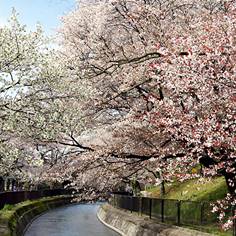 山科疏水の桜