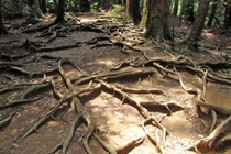 鞍馬寺の木の根道