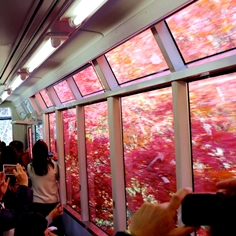 叡山電車の紅葉