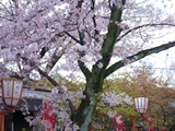 長建寺の桜