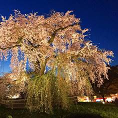 円山公園の桜