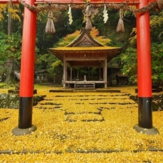 岩戸落葉神社の紅葉