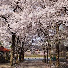 祇園白川（白川南通）の桜