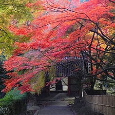金蔵寺の紅葉