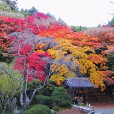 金蔵寺の紅葉