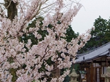 三鈷寺の桜