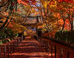 光明寺の紅葉の特別入山